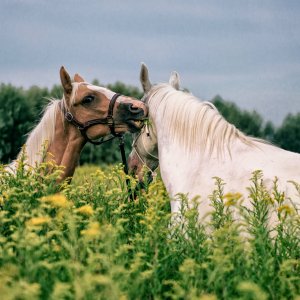 PEJZAŻE ŚWIATŁEM MALOWANE