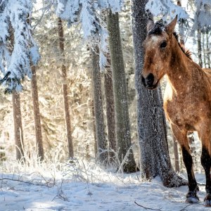 PEJZAŻE ŚWIATŁEM MALOWANE