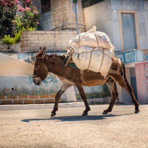 PEJZAŻE ŚWIATŁEM MALOWANE