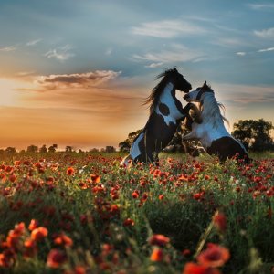 PEJZAŻE ŚWIATŁEM MALOWANE