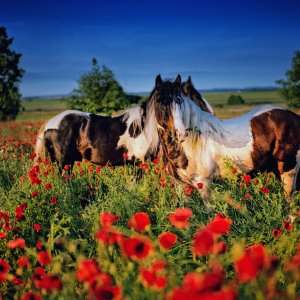 PEJZAŻE ŚWIATŁEM MALOWANE