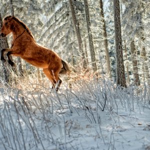 PEJZAŻE ŚWIATŁEM MALOWANE