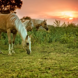 PEJZAŻE ŚWIATŁEM MALOWANE