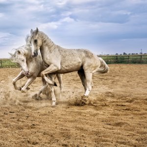 PEJZAŻE ŚWIATŁEM MALOWANE