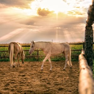 PEJZAŻE ŚWIATŁEM MALOWANE