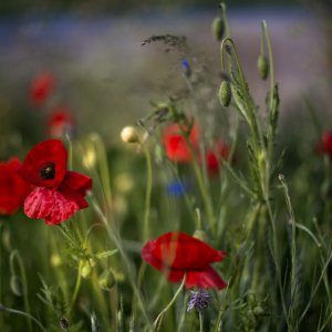 PEJZAŻE ŚWIATŁEM MALOWANE